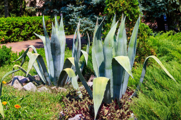 istock Agave tequilana, commonly called blue agave (agave azul) or tequila agave 1337537110