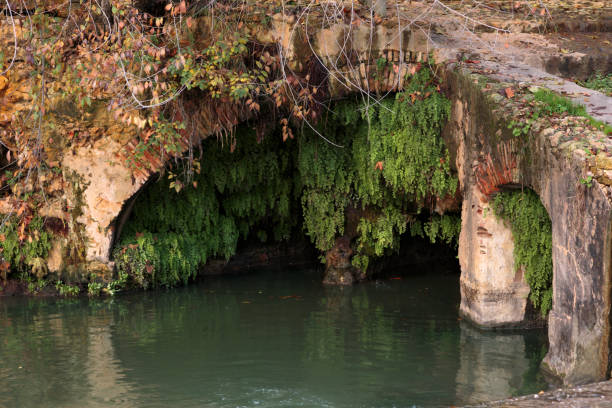 stary most w alcala de guadaira z paproćami dziewiczymi pod spodem - ginkgo ginkgo tree leaf water zdjęcia i obrazy z banku zdjęć
