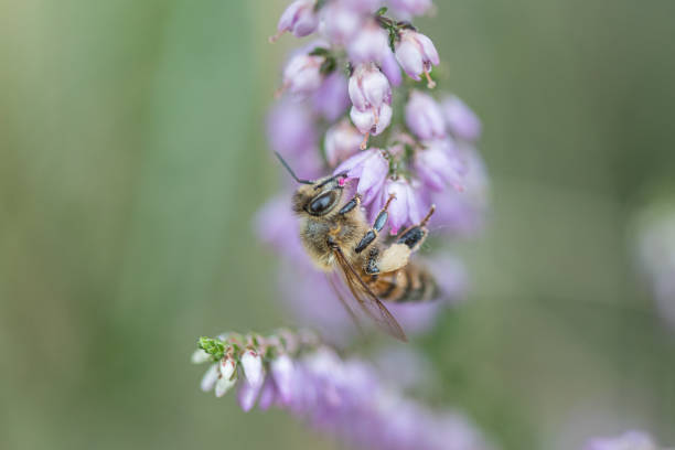 istock Bee pollinating purple flower 1337539289
