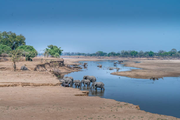 istock Elephants climbing out of Luangwa rive bed 1337540222