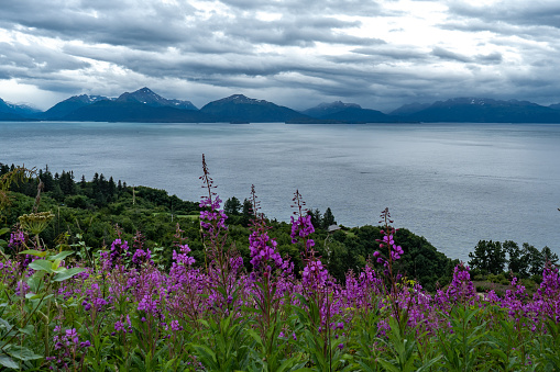 breathtaking view on mountains and ocean bay close to Homer Alaska purple flowers on foreground