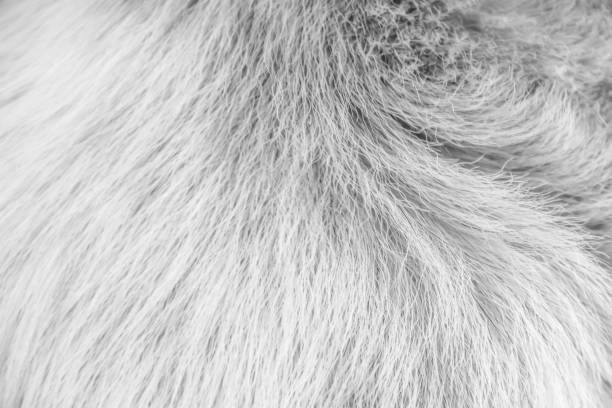 istock Animal fur texture white grey background 1337544841