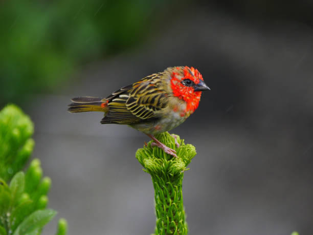 istock Red Fody bird perching on top of Pine Sapling tree 1337545827