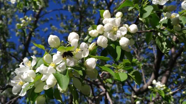 Little white blooms with a bee Little white blossoms on a tree with a fuzzy bumblebee. apple-tree-flowers stock pictures, royalty-free photos & images