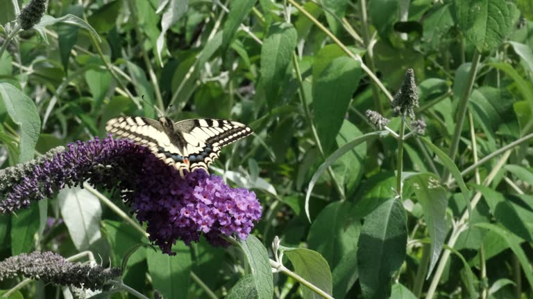 Papilio machaon, the Old World yellow swallowtail butterfly