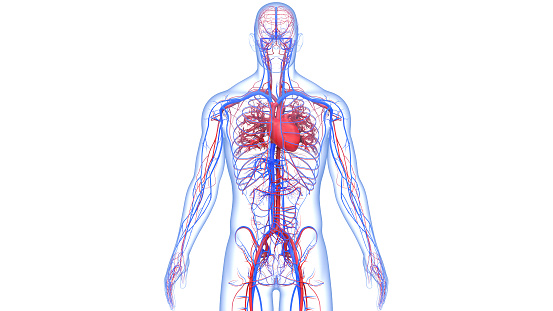 Anatomía del corazón del sistema circulatorio humano photo
