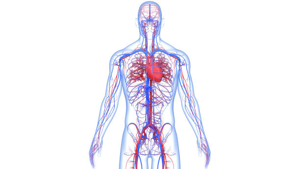 anatomia del cuore del sistema circolatorio umano - anatomical model immagine foto e immagini stock