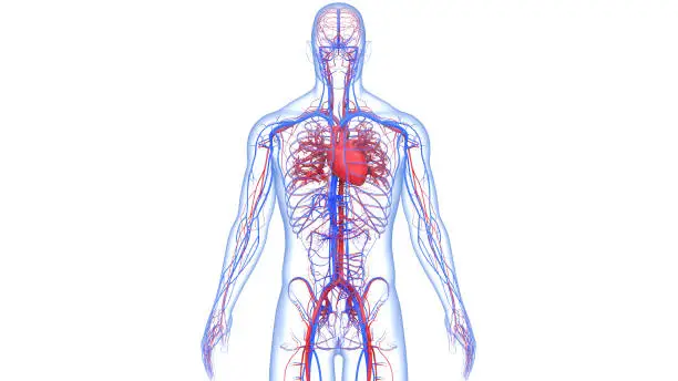 3D Illustration Concept of Human Circulatory System Heart Anatomy