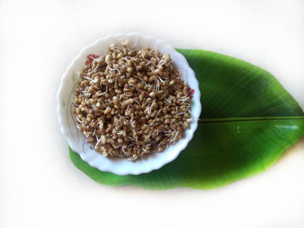 istock Heap of fresh Sprouted moth beans or math beans in white background 1337552519