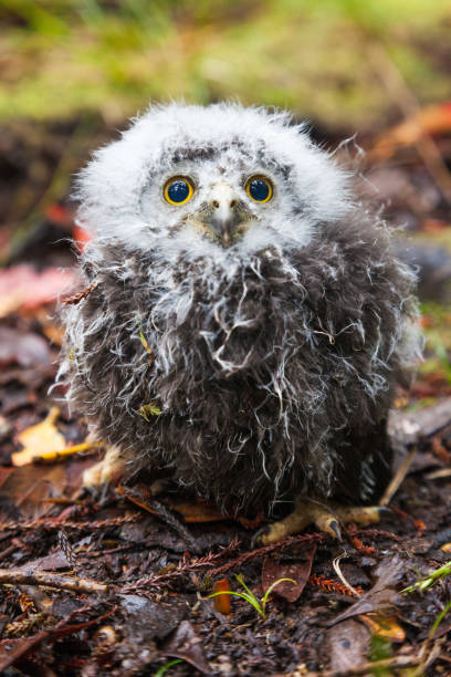 Morepork chick, Stewart Island