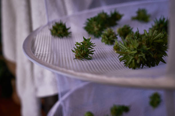 Shot of cannabis plants laid out on a drying rack If you never dry, you’ll never know healthy marijuana cannabis plant growing in a garden stock pictures, royalty-free photos & images