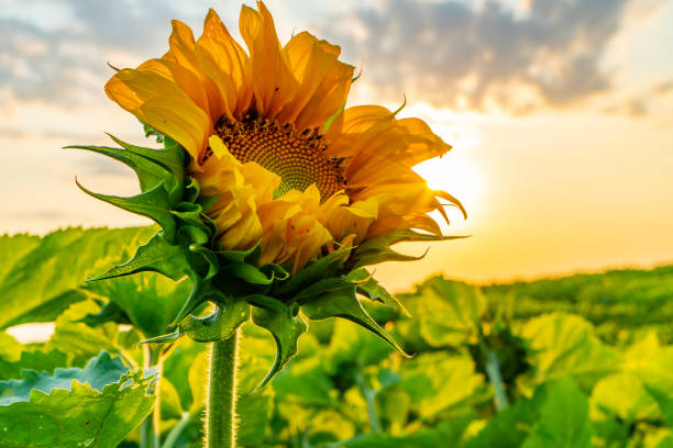 sunflower field at sunset, cookstown, ontario, canada. - sunflower imagens e fotografias de stock