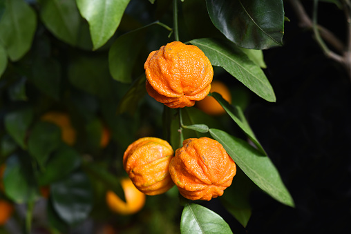 Bitter orange Kikudaidai growing in Japan.