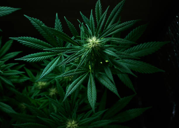 shot of a healthy flowering cannabis plant - carpel bildbanksfoton och bilder