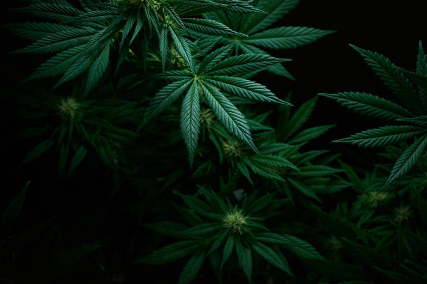 tiro de uma planta de cannabis saudável - cânhamo - fotografias e filmes do acervo