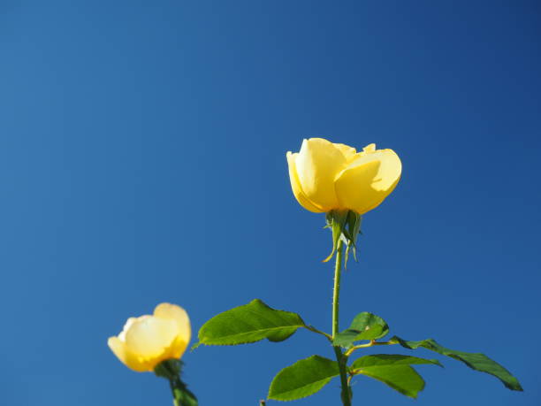 istock Yellow rose against clear blue sky 1337554198