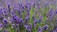 istock Bees and  lavender flowers 1337555672