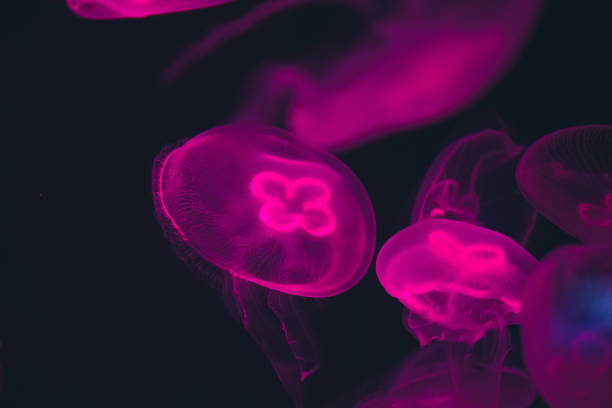 Jellyfish in the deep blue pacific ocean. Surreal. Night dive photo. Fantastic colours.