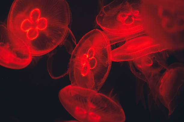 istock Jellyfish in the deep sea 1337556746