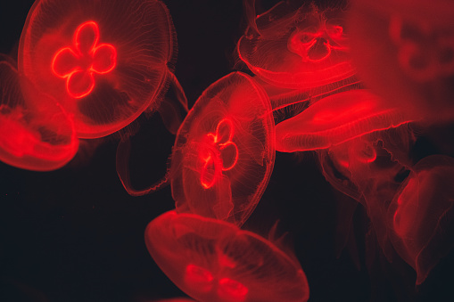 Glowing jellyfish in the deep pacific ocean. Surreal. Night dive photo. Fantastic blood red colours.