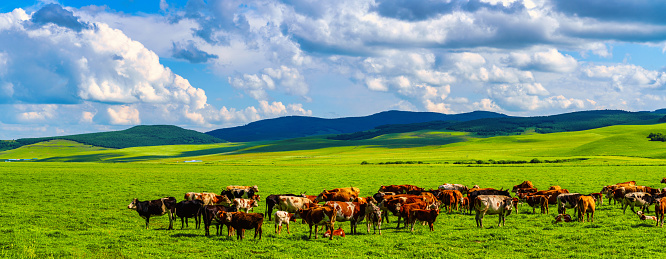 Cows graze on the grassland