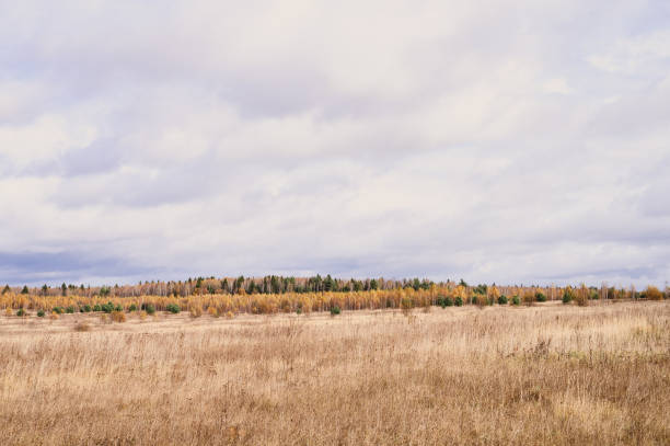 istock autumn plain landscape. fall low sky with clouds, trees with yellow falling leaves and a field with withered grass 1337557597