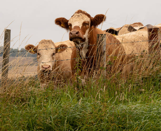 istock Bull enjoying the moment 1337560960