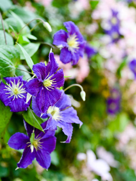 istock Flowers of clematis 1337561205