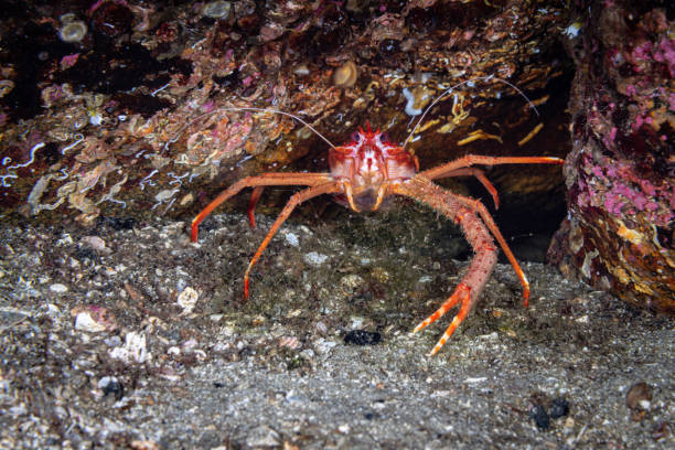 istock Rugose Squat Lobster, Munida Rugosa 1337561291