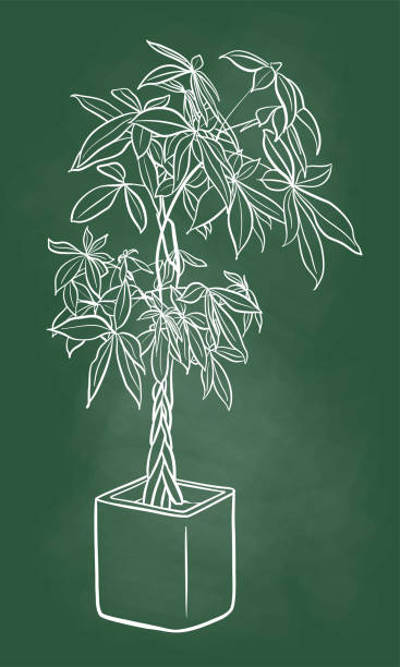 illustrations, cliparts, dessins animés et icônes de feng shui money plant sketch tableau noir - arbre de jade