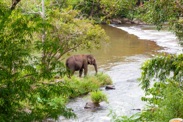 istock Tad lo waterfall in Southern Laos. 1337564077