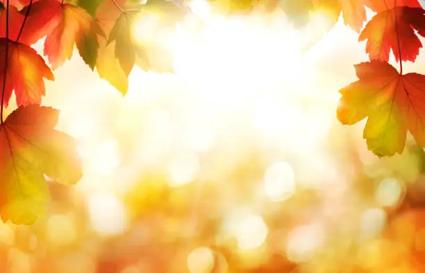 Photo of Sunny golden autumn leaves and sunset sky background