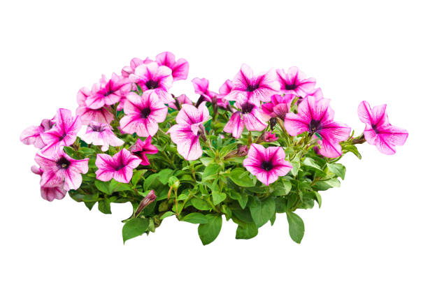 istock Purple Petunia flower Bush, layout for design 1337565098
