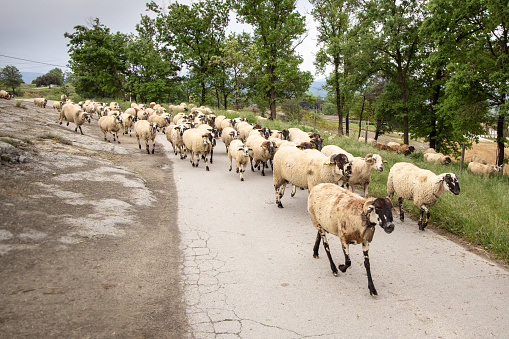 Flock of sheep with shepherd and dog on the road with green fields in Catalonia, Spain