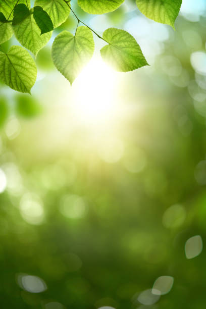 primavera fresca, fogliame verde estivo di foglie di alberi e uno sfondo luminoso e soleggiato di bokeh ritratto primaverile. - copertura di alberi foto e immagini stock
