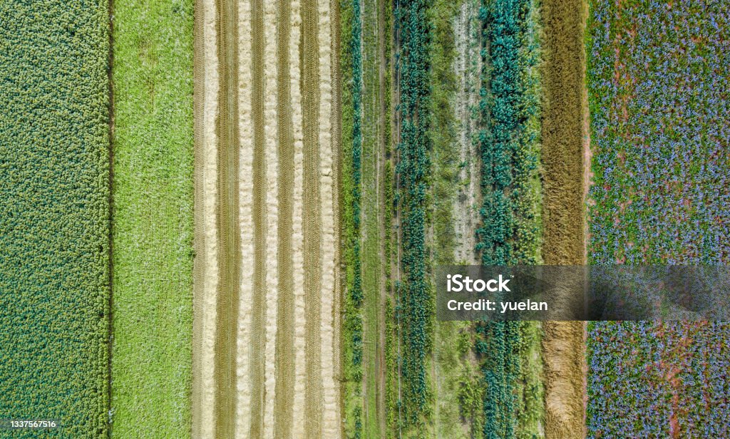 Aerial drone image of fields with diverse crop growth - polyculture and permaculture - Royalty-free Landbouw Stockfoto