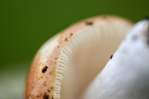 Overhead photo of a mushroom found on the Paseo del Río de Grado in Asturias.