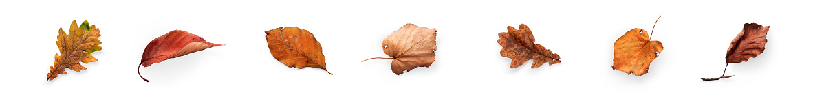 A collection of dried, dry autumn tree leaves isolated on a white background for autumn thanksgiving designs. High Resolution.
