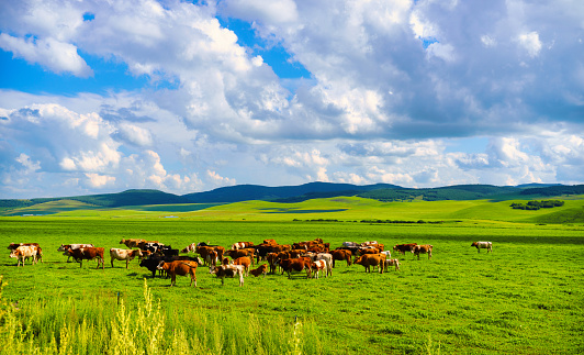 Cows graze on the grassland