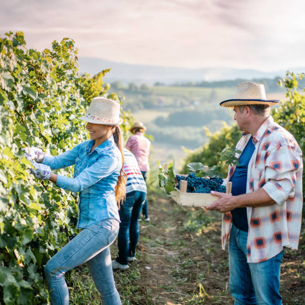 istock People in vineyard 1337569750