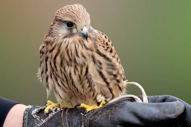 istock Young falcon training for falconry sits perched on the trainer's gloved hand 1337570914
