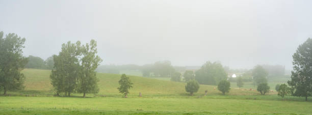 여름에는 루앙과 르 하브르 사이에 프랑스 자연 공원 부클레 드 라 센 (boucles de la seine)의 소와 나무가있는 안개 낀 초원 - cow le havre normandy fog 뉴스 사진 이미지