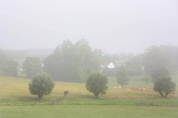 stier und kühe am nebligen morgen in der nähe des dorfes im regionalpark zwischen rouen und le havre in nordfrankreich - cow le havre normandy fog stock-fotos und bilder