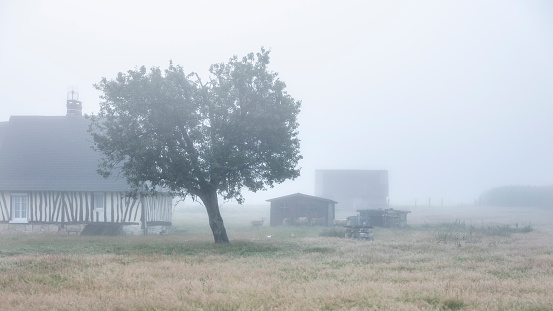 tree with old half timbered farm and sheep in french normandy during morning fog in summer