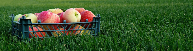 Banner with Red yellow apples in a plastic crate on the green grass. Harvesting fruit in garden at autumn, harvest festival season. Apples from organic farm. Template for advertising with copy space.