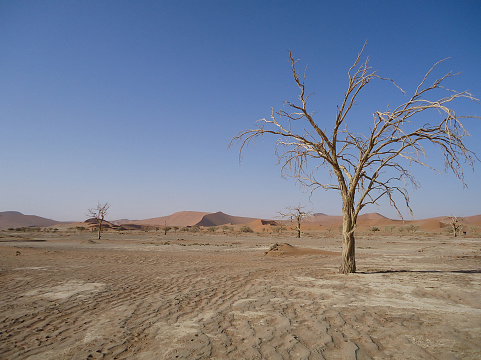 Sand dune and withered tree, Sossusvlei, Namib Desert, Namib-Naukluft National Park, Namibia