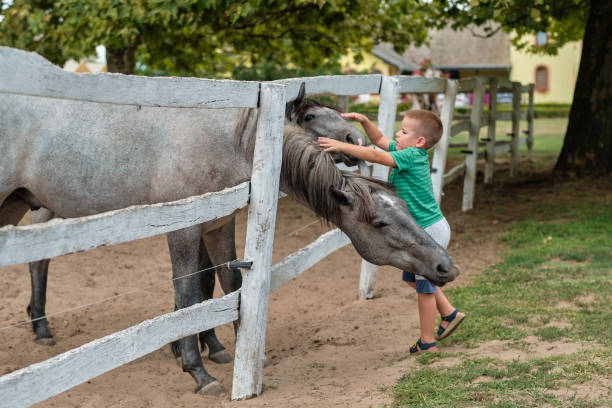 istock Young boy petting two horse in countryside 1337572938