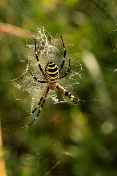 istock A poisonous agriope spider sits on a web. 1337572948