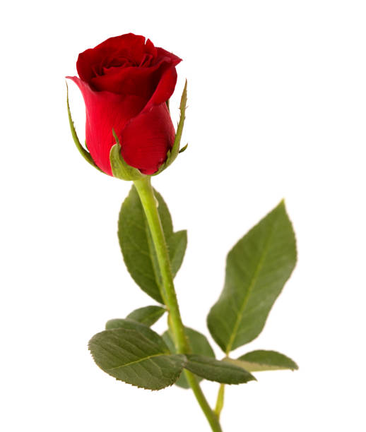 istock Beautiful dark red rose isolated on white background 1337574428