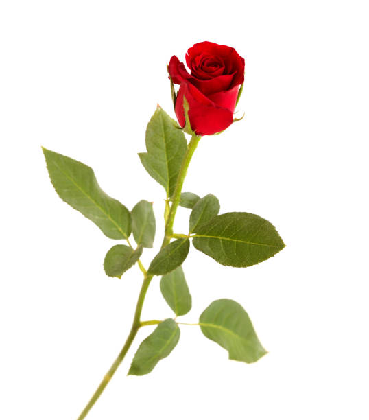 istock Beautiful dark red rose isolated on white background 1337574466
